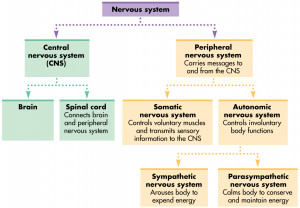 Nervous System Anization...