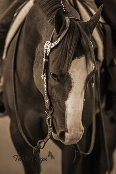 SEPIA_WESTERN_FORREST_HEAD_SHOT - Western Horse in Sepia