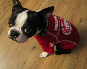 Rocky Wearing his Montreal Canadiens Hockey Shirt - Photo 1