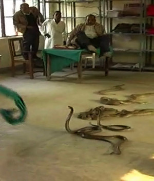 Two farmers fed up with alleged bribery demands emptied three bags ...