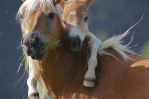 445x299px-LL-b42d0317_cute-image-horse-and-baby-horse-445x299.jpeg