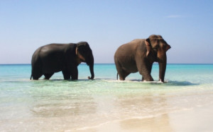 summer paradise elephant animal water blue beach ocean sea elephants ...