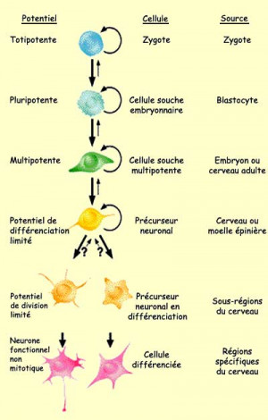 identification des voies cérébrales