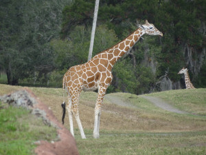 Fat Giraffe Funny Pictures