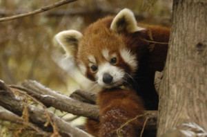 animals, cute, red panda