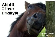 friday more horse quotes hors quotes hors friday