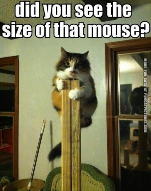 funny cat pics scared of mouse