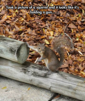 You Messed With The Wrong Squirrel