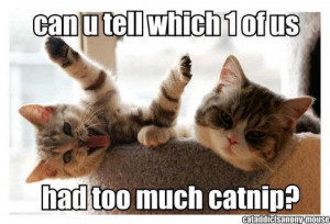 funniest cat quotes pictures, funny cat quotes pictures