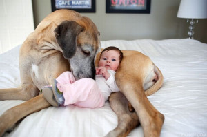 babysitter-dog