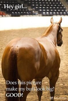 of my horses joke with me that i am obbsessed with looking at a horse ...