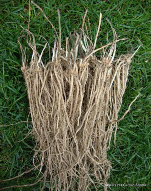 Asparagus crowns available again late winter.