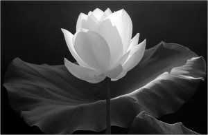 The Power of the Lotus