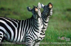 funny-zebra-laughing