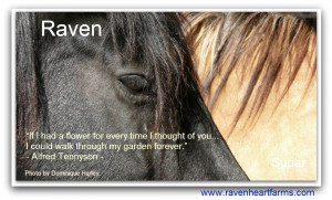 raven eye sugar neck quote