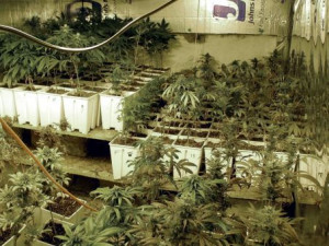 pictures of weed plants. of 294 marijuana plants.