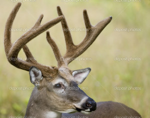 depositphotos_1989161-Buck-Whitetail-Deer.jpg