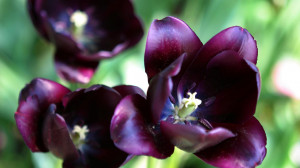 Download Dark purple tulips 1920x1080 Wallpaper