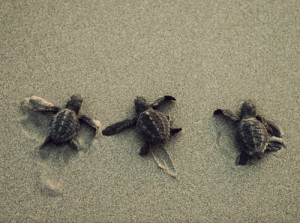 adorable, animal, animals, beach, cute, love, nice, ocean, sand, sea ...