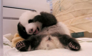 Cute Baby Panda Pictures