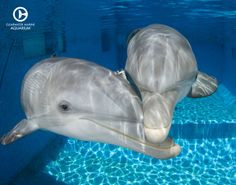 Winter the dolphin with Hope the dolphin cuddling!