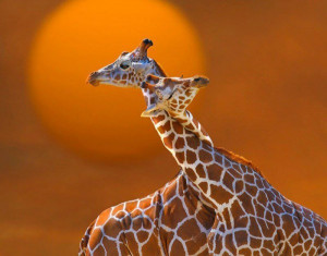 giraffes love