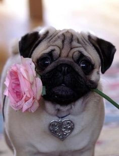 Romantic pug .....click here to find out more http://googydog ...