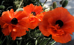 Painting Acrylic And Credited