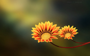 Quotes Nature Orange Flowers Hd Jootix Wallpaper with 1920x1200 ...