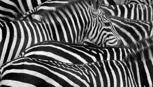 Zebra Stripes Zebra stripes are confusing