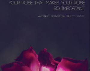 Rose Photograph | The Little Prince Quote | Nature Macro Photography ...