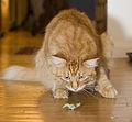 catnip science daily stated dr chris peterson s report that