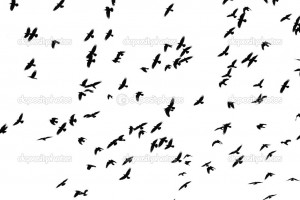 Flight of black birds on a white background - Stock Image