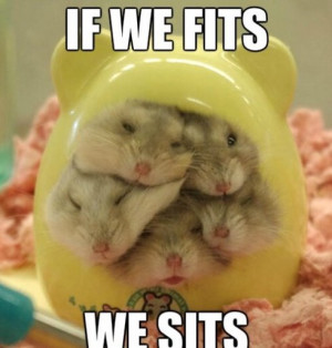 Funny Images Hamster Edition