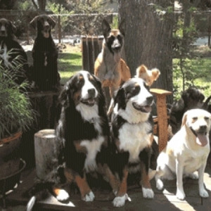 Dog Family Picture Gets Ruined By The Young Trouble Maker