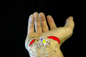 Cross Section View of Carpal Tunnel