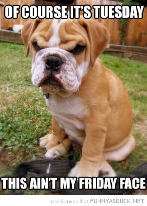 angry grumpy dog animal tuesday friday face funny pics pictures pic ...