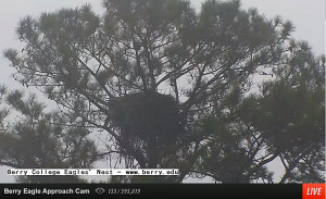 ... we can’t believe we are watching an eagle tenderly feed its young
