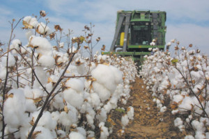 what is cotton video from the oklahoma cotton council