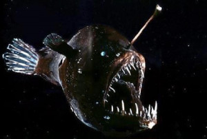 Anglerfish - Image Page