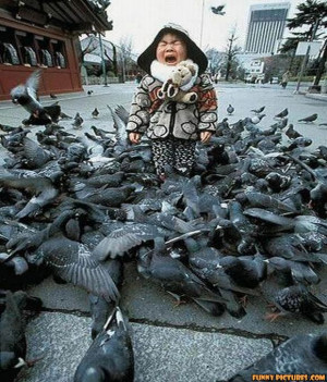 funny pigeon attack child