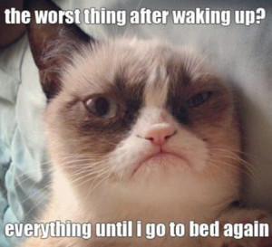 25 Hilarious Grumpy Cat memes for your Friday (25 Photos)