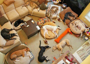 dog-slumber-party.jpg