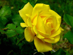 Single Yellow Rose On Plant