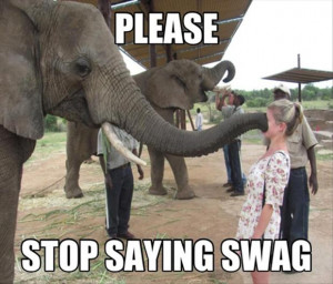 Funny Elephants Pictures