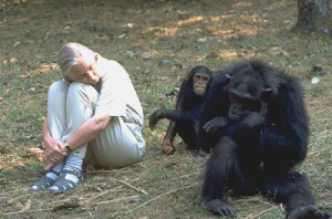 Leakey Foundation For His Work With Chimpanzees Photo