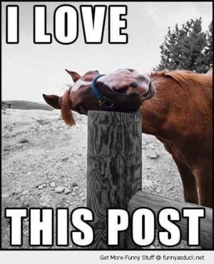 love this post happy horse smiling animal head funny pics pictures pic ...
