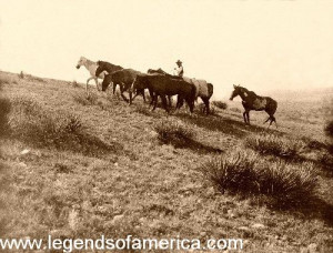 Cowboy And His Horse Quotes Cowboy leading horses in 1907.
