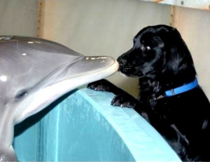 Kiss Between Puppy and Dolphin - Image