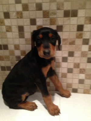 black and tan doberman puppies for sale